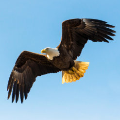 eagle in blue sky