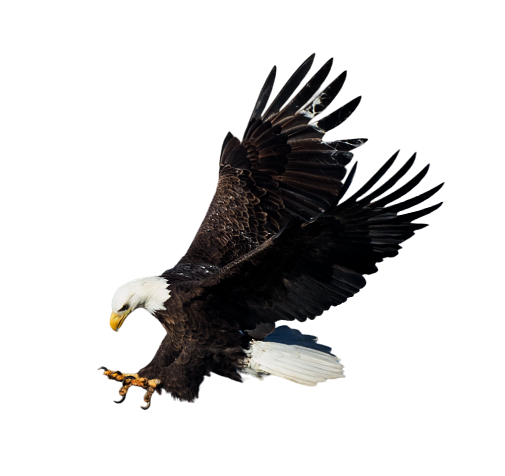 eagle