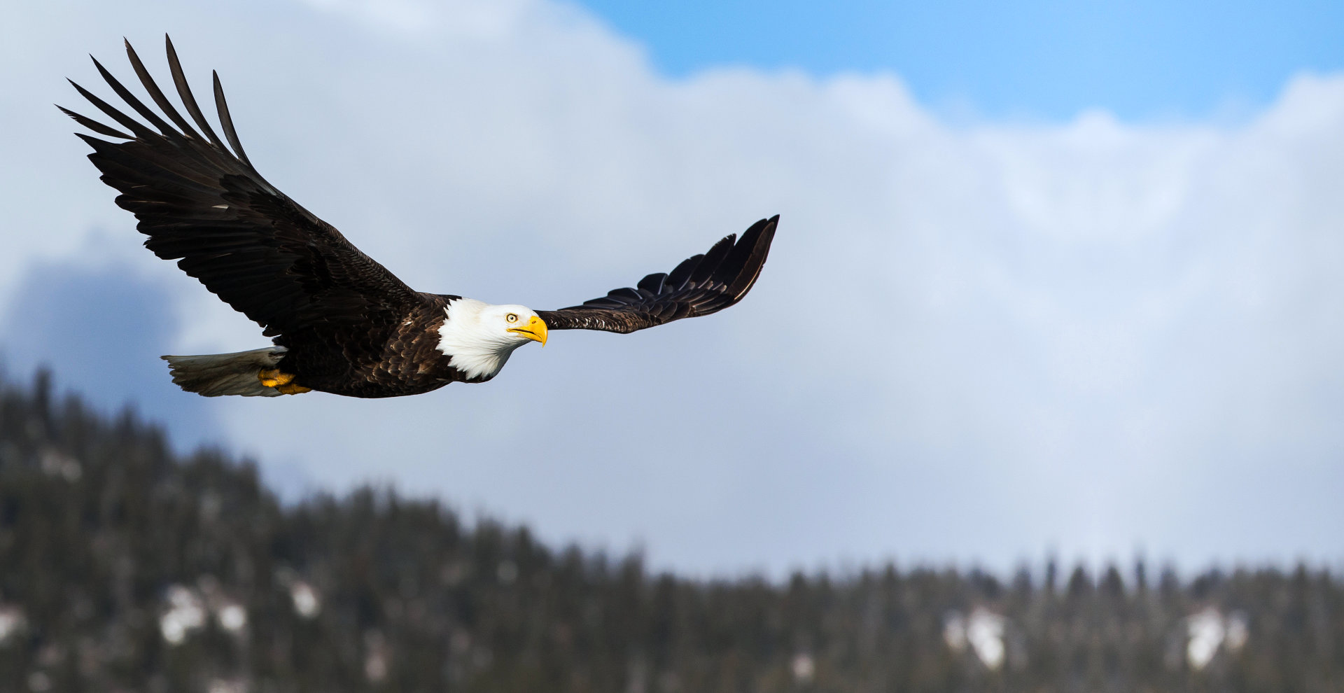 eagle flying